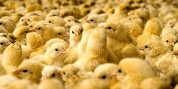 آمادگی کمیته امداد برای دریافت جوجه‌های یک روزه