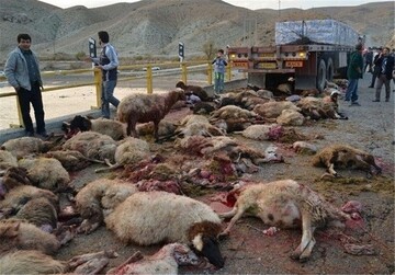 رئیس پلیس همدان: ۹۷ راس گوسفند زیر چرخ های کامیون قربانی شدند