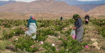 برداشت گل محمدی از گلستان‌های خراسان‌جنوبی آغاز شد/ پیش‌بینی برداشت ۳۶۵ تن گل