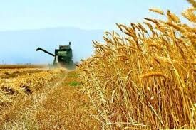 ۳۲۰ هزار تن گندم در استان ایلام برداشت می شود