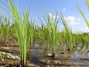 سطح زیر کشت برنج در خراسان شمالی امسال ۲۵ درصد کاهش می‌یابد