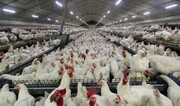 جهاد کشاورزی مرغ مازاد مرغداران خراسان شمالی را خریداری می‌کند