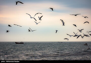 کاکایی خزری و مرغ ماهی خوار