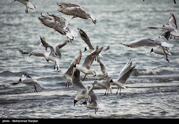 کاکایی خزری و مرغ ماهی خوار