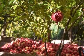 دغدغه منتخبین مردم استان گلستان در مجلس یازدهم توسعه باغداری و تقویت صنایع تبدیلی منطقه است