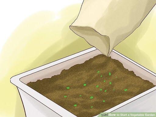 چگونه در خانه ریحان بکاریم؟