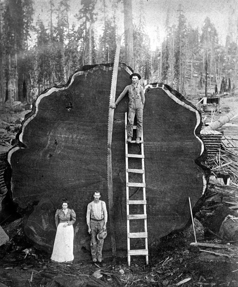 عجیب ترین درختان در کالیفرنیا