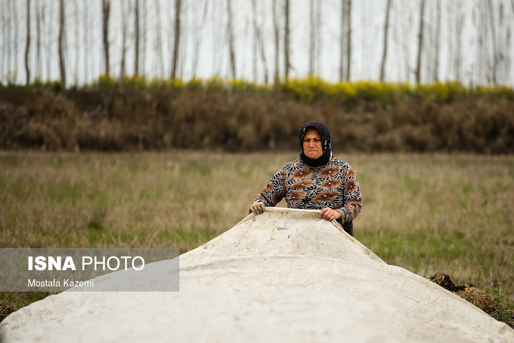 آماده سازی و خزانه‌گیری برنج در مازندران