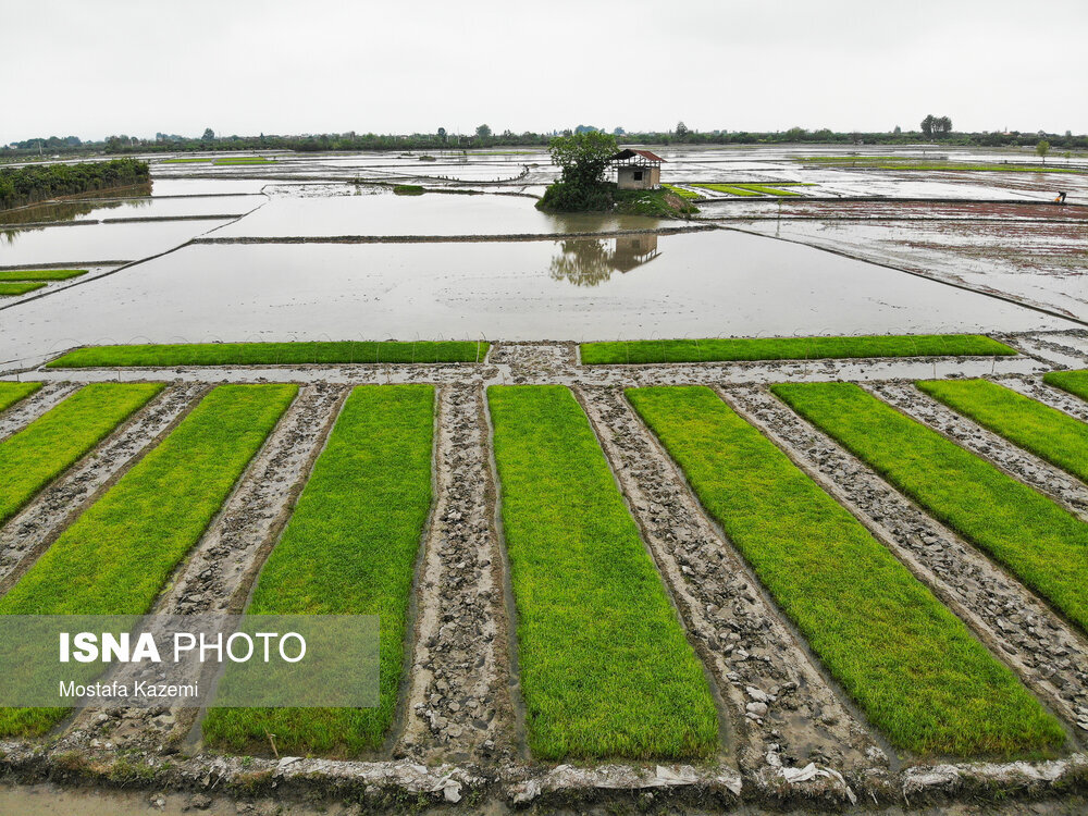 آماده سازی و خزانه‌گیری برنج در مازندران