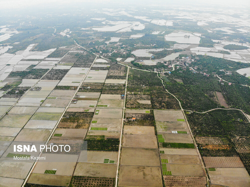 آماده سازی و خزانه‌گیری برنج در مازندران
