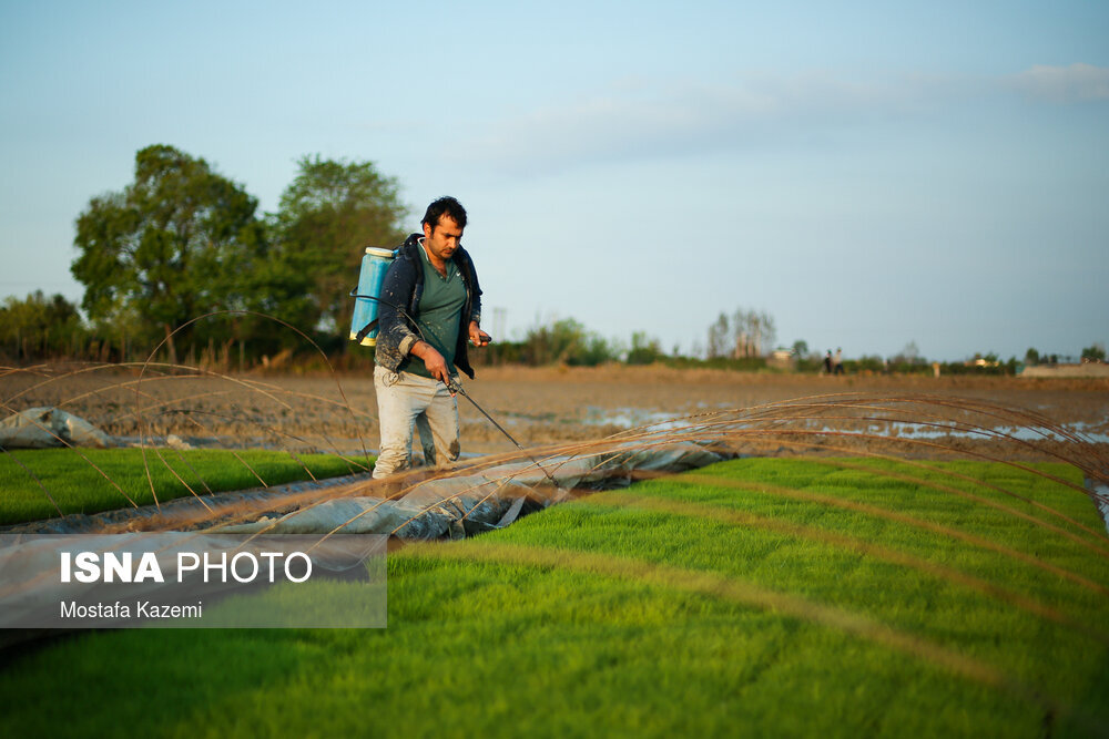 آماده سازی و خزانه‌گیری برنج در مازندران