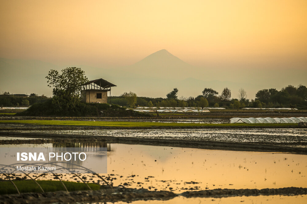 آماده سازی و خزانه‌گیری برنج در مازندران