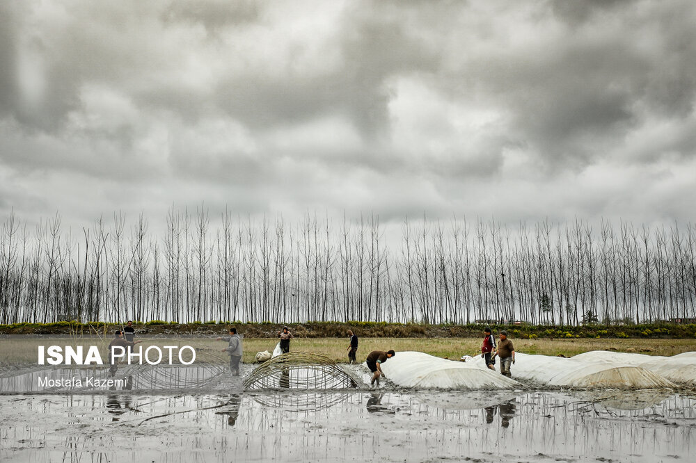 آماده سازی و خزانه‌گیری برنج در مازندران