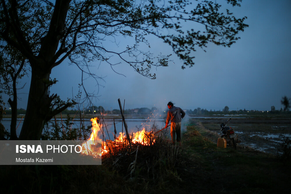 آماده سازی و خزانه‌گیری برنج در مازندران
