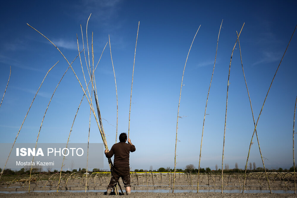 آماده سازی و خزانه‌گیری برنج در مازندران