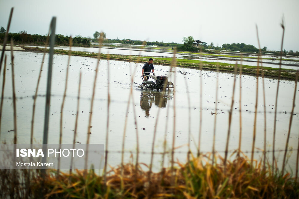 آماده سازی و خزانه‌گیری برنج در مازندران