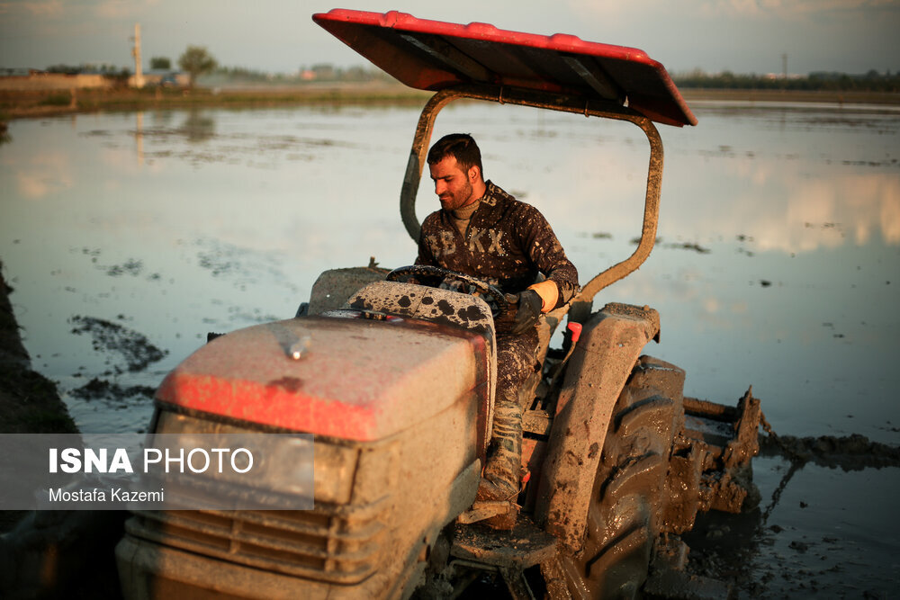 آماده سازی و خزانه‌گیری برنج در مازندران