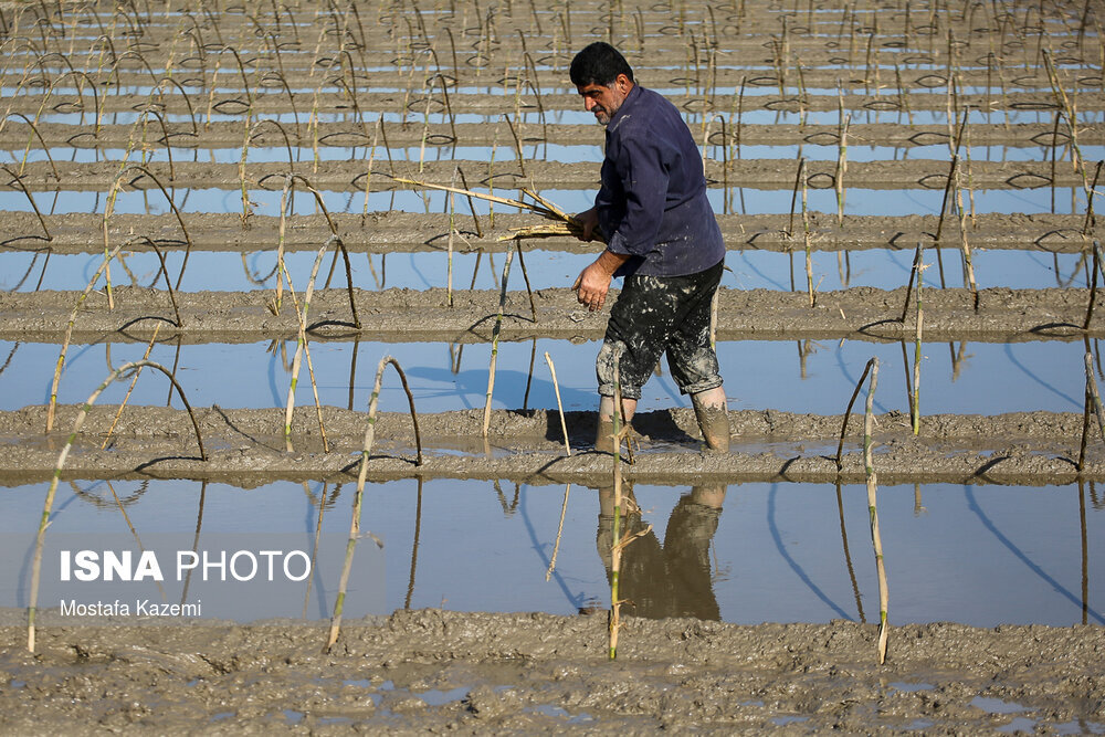 آماده سازی و خزانه‌گیری برنج در مازندران
