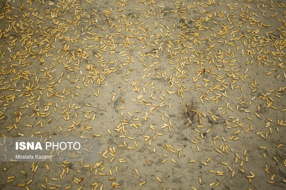 آماده سازی و خزانه‌گیری برنج در مازندران