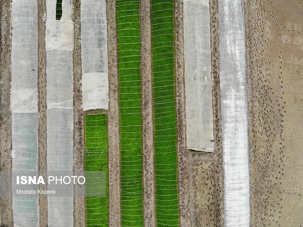 آماده سازی و خزانه‌گیری برنج در مازندران