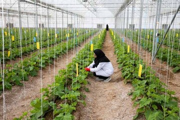 ۱۶۴طرح اشتغال روستایی در قزوین تسهیلات دریافت می کنند