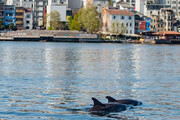 ببینید | شنا کردن دلفین ها در نزدیکی برج گالاتا استانبول