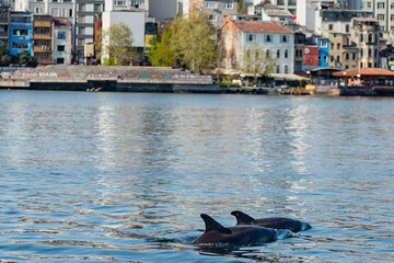 ببینید | شنا کردن دلفین ها در نزدیکی برج گالاتا استانبول