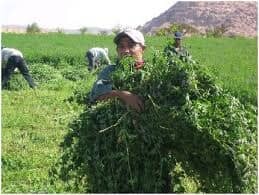 اجرای ۱۲ هکتار علوفه کاری با کشت بذر یونجه در مهدیشهر 