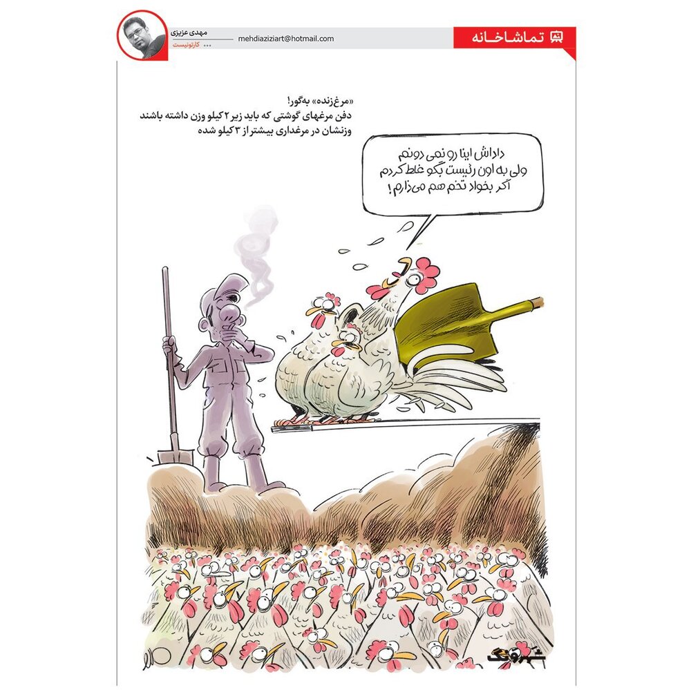 اینم آخر و عاقبت تلخ مرغ‌های چاق!