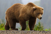 ببینید | لحظه‌ای زیبا از حضور خرس قهوه‌ای در جنگل‌های شمال