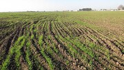 دستور دادستان بندرگز برای بررسی خسارت گندمزارهای این شهرستان