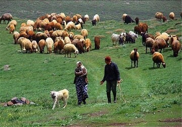 مدیرکل منابع طبیعی همدان از آغاز چرای ۷۰ هزار دام عشایر در مراتع استان خبر داد