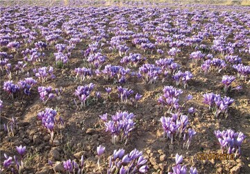 کشت محصولات کم آب‌بر در قزوین توسعه می یابد