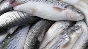 بیش از ۲ هزار تن ماهی در خراسان شمالی تولید شد