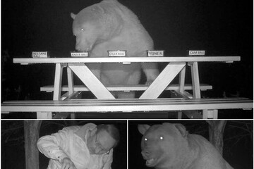 ببینید | خرس سارق که فقط گران‌ترین عسل دنیا را می‌خورد!