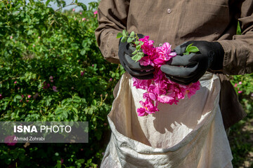 برداشت گل محمدی و تولید گلاب در باغات موقوفه حضرت فاطمه معصومه(س)