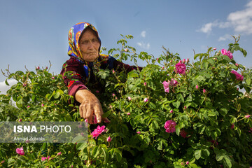 برداشت گل محمدی و تولید گلاب در باغات موقوفه حضرت فاطمه معصومه(س)