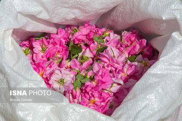 برداشت گل محمدی و تولید گلاب در باغات موقوفه حضرت فاطمه معصومه(س)