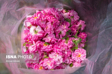 برداشت گل محمدی و تولید گلاب در باغات موقوفه حضرت فاطمه معصومه(س)