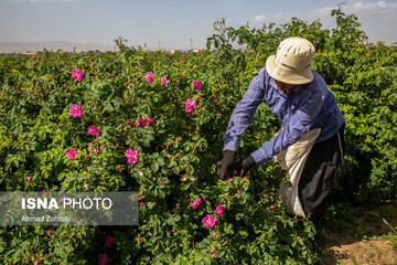 برداشت گل محمدی و تولید گلاب در باغات موقوفه حضرت فاطمه معصومه(س)