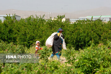 برداشت گل محمدی و تولید گلاب در باغات موقوفه حضرت فاطمه معصومه(س)