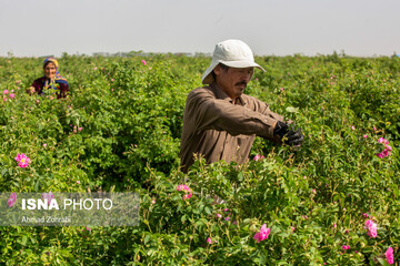 برداشت گل محمدی و تولید گلاب در باغات موقوفه حضرت فاطمه معصومه(س)