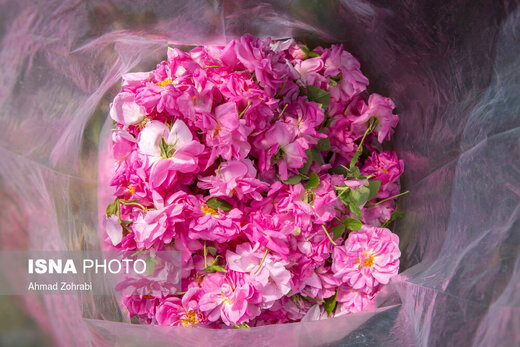 برداشت گل محمدی و تولید گلاب در باغات موقوفه حضرت فاطمه معصومه(س)