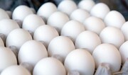 ستاد تنظیم بازار نرخ مصوب تخم مرغ را اعلام کرد