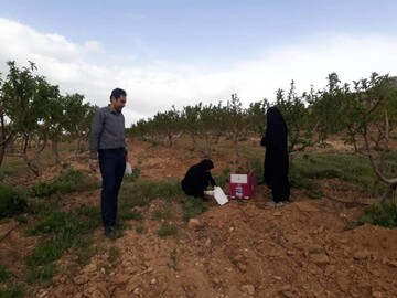ردیابی و پایش آفات،در باغات شهرستان شهرکرد صورت پذیرفت
