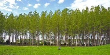 توزیع ۱۵۰ هزار نهال کبوده در راستای اجرای طرح زراعت چوب
