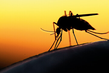 ۱۶ بیمار مبتلا به مالاریا در جنوب کرمان شناسایی شدند/افاغنه غیرمجاز عامل اصلی جا به جایی مالاریا