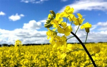 تخریب ۴۰۰ هکتار مزارع کلزا در لرستان
