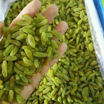 کشمش خلیل‌آباد خراسان رضوی روی دست باغداران ماند