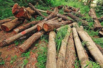 امسال ۴۶۶ اصله درخت قطع‌شده در چهارمحال و بختیاری کشف شد